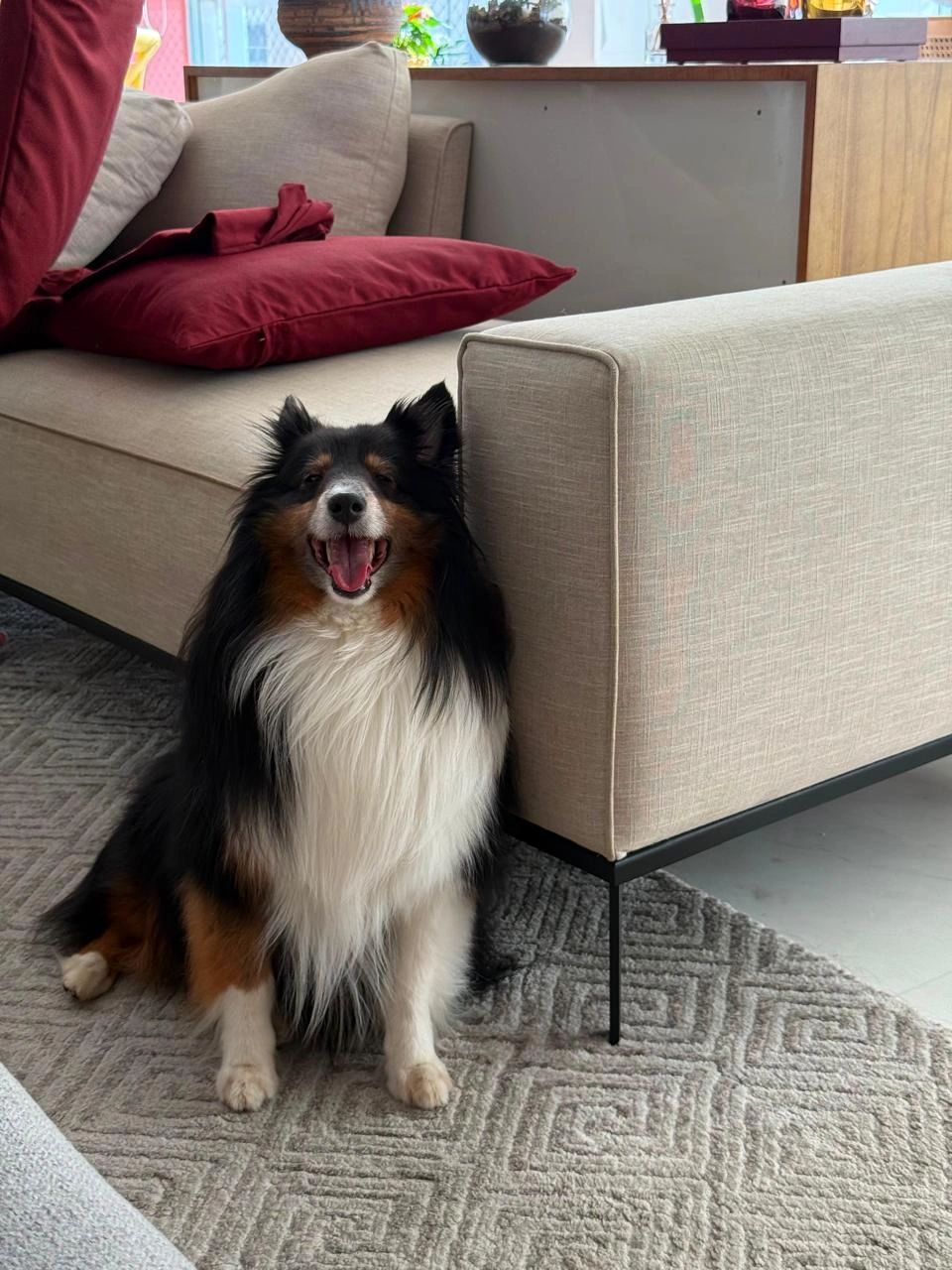 Dois cães sobre sofá com capa cinza